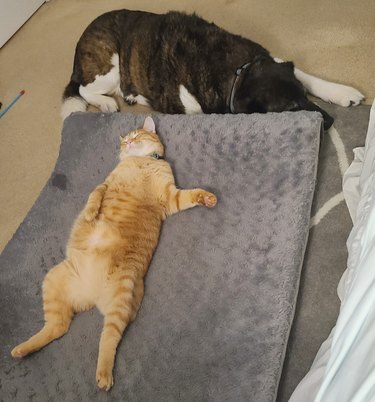cat steals dog's bed