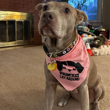 A dog wearing bandana that reads Princess Lay-Around.