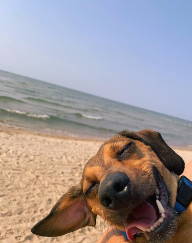 dog smiling at beach