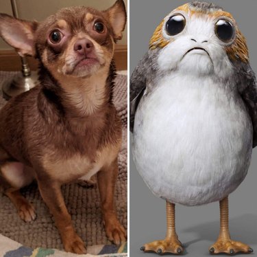 A dog looks like Porg from Star Wars.