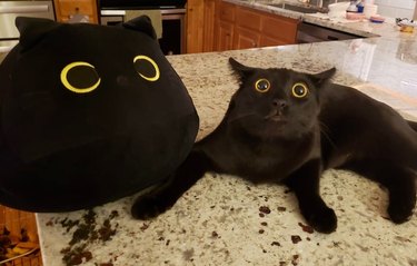 black cat looks like stuffed animal