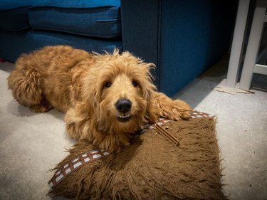 A dog chewing chew toy on pillow that looks like Chewbacca.