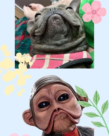 A French bulldog looks like Nien Numb from Star Wars.