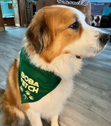 A dog wearing bandana that reads "Boba Fetch".