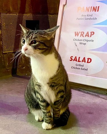 cat sits in front of sandwich menu
