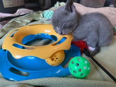 kitten sleeping on toy