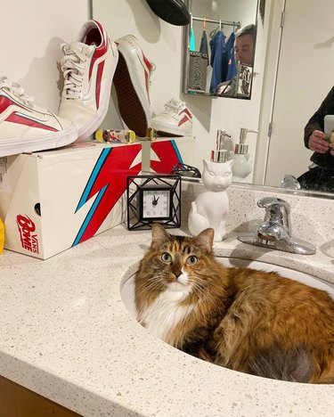 cat has bolt-shaped patch of white fur