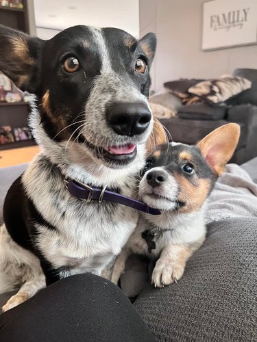 puppy looks lovingly at adult dog