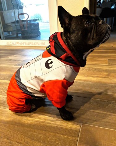A dog dressed in X-Wing pilot costume.