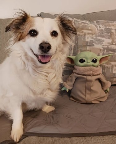A smiling dog next to toy Grogu.