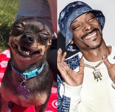 dog with squinty eyes looks like the rapper snoop dogg