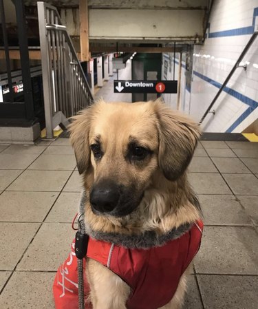 Puppy standing near subway steps.