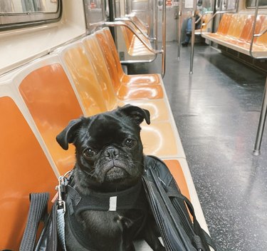 Black pug dog sitting inside a bag on an orange subway seat.