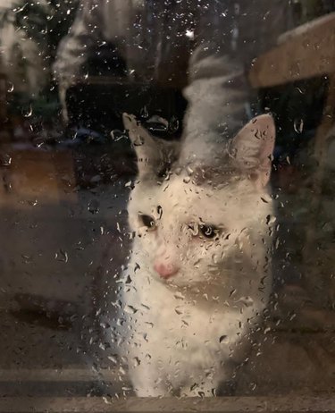 A cat is looking forlornly through a window wet with rain.