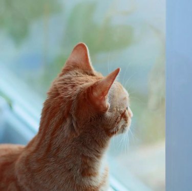 A striped cat is sitting at a window and looking out.