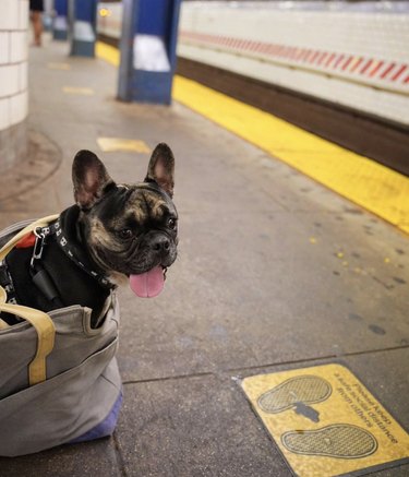 A French bulldog waiting on a subway platform in a bag.