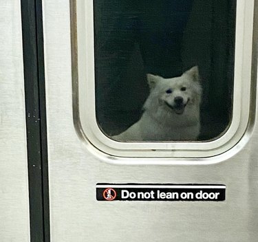 A samoyed dog's reflection in a subway door.