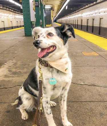 Australian shepherd mix dog sitting on a subway platform.