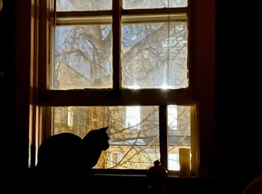 A cat laying on a windowsill looking out of the window. The interior of the room is dark, so the cat is silhouetted against the golden light outside the window..