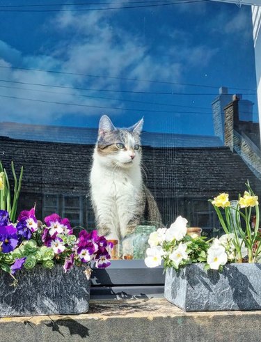 A cat sitting on the sill looking out of the window. Planter boxes full of flowers rest on the outside sill, and the sky and a house are reflected in the glass.