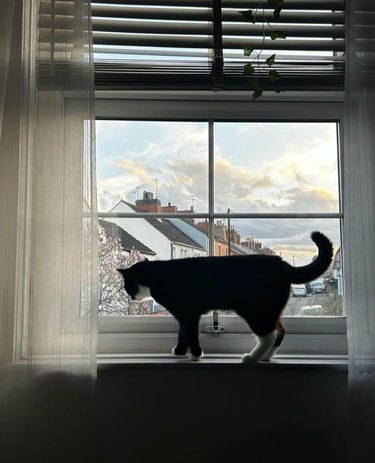 A cat is standing on a windowsill, looking down and through the window, with a slightly curled tail. Gauzy curtains are open to either side of the sill, and the roofs of houses can be seen through the window.