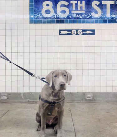 Silver labrador dog sitting near subway platform at 86th street.