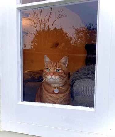 A striped cat is sitting and looking out of a window. The cat is wearing a collar with a tag and a warm light is on behind them. Trees are reflected in the glass.