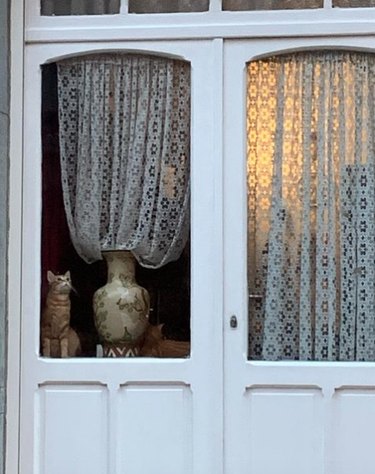 A striped cat sitting next to a vase, in a window decorated with lace curtains.