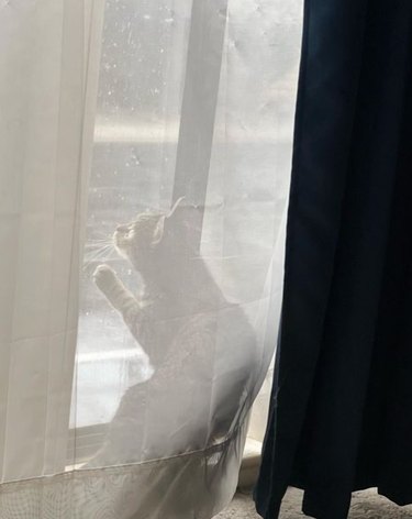 A gauzy curtain, semi-transparent, of a cat perched on a windowsill pressing one front paw against the glass.
