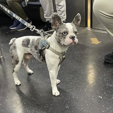 A French bulldog inside a subway train.