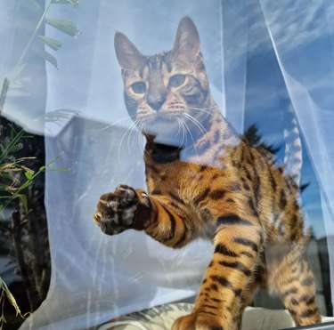 A cat with a spotted coat reaching one paw out to touch the glass. The cat is staring out of the window and gauzy curtains can be seen behind them.