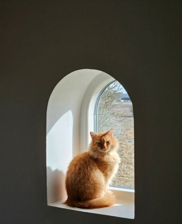 A fluffy orange cat sitting in a bright sunbeam inside of a small decorative nook.