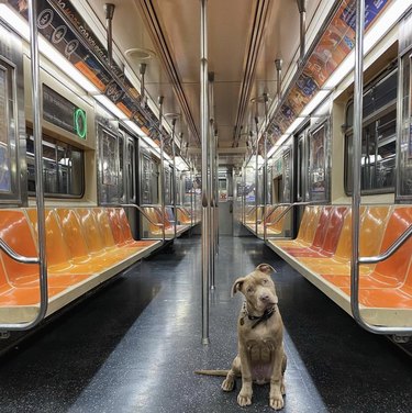 A dog inside an empty subway car.