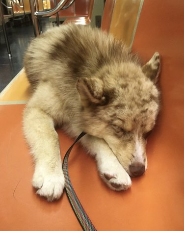 Pomsky puppy sleeping on a subway seat.