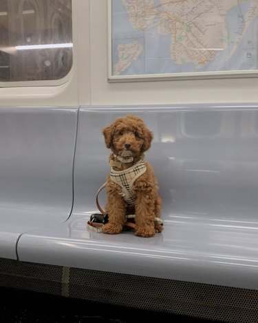 Mini doodle dog sitting alone on subway seat.