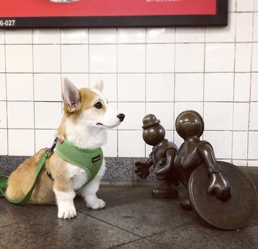 A corgi near a statue in the subway.