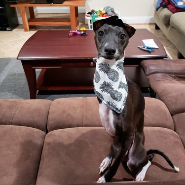 whippet dog poses for picture