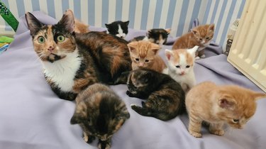 Cat with eight kittens