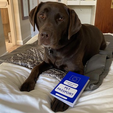 dog pictured with blue pet passport