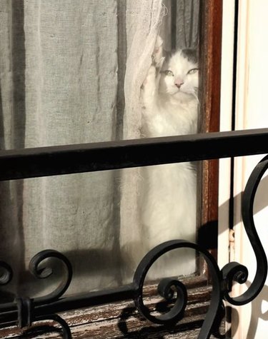 A decorative iron gate with a window behind. In the window, a cat is pushing a gauzy curtain aside with one paw and gazing out. A sunbeam shines onto the window and the cat, and the cat wears a seemingly grumpy expression.