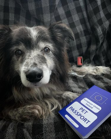 dog pictured with a blue pet passport