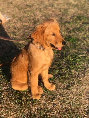 puppy sits in golden hour lighting