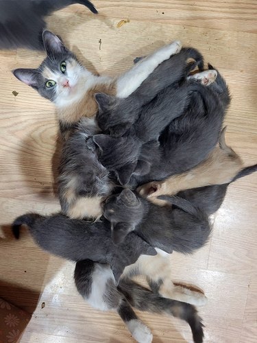 Mother cat nursing large litter