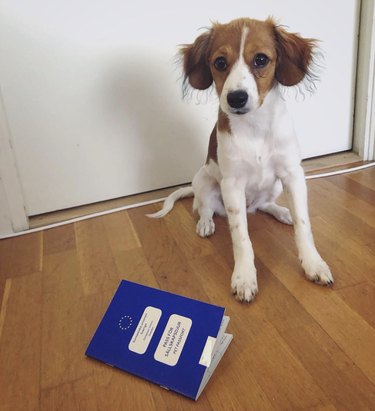 dog sitting next to EU passport