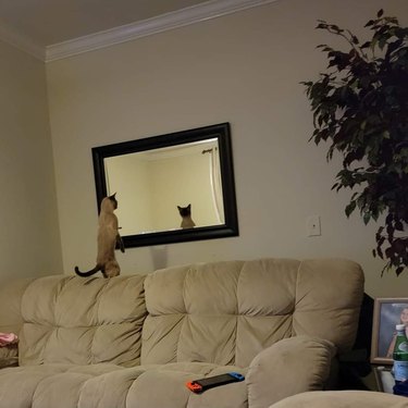 A cat is standing upright on top of a couch and looking at the mirror reflection.
