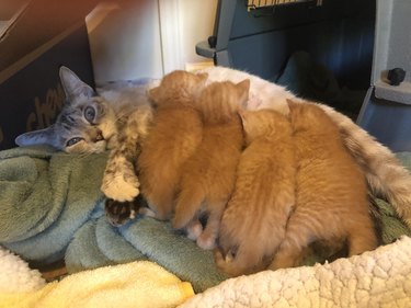 Mother cat nursing four kittens