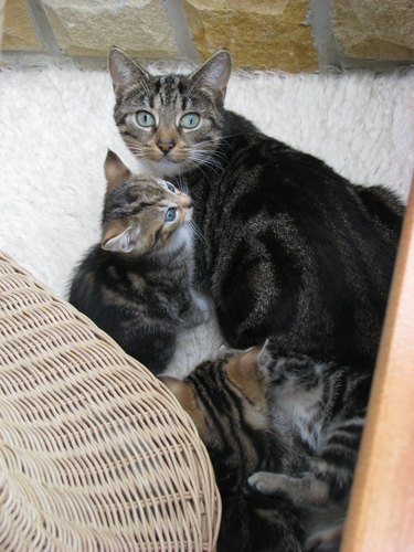 Adult cat surrounded by kittens looking surprised