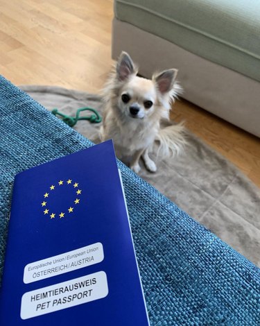 dog pictured with a blue EU passport