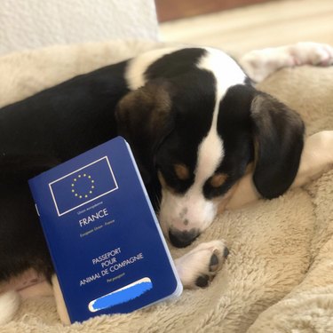 dog pictured sleeping next to his EU passport
