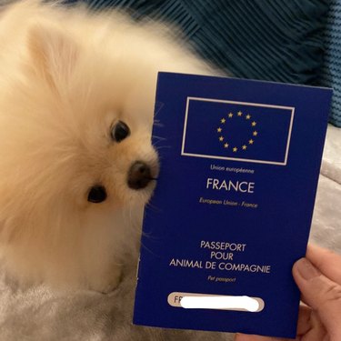 Pomeranian dog chewing on its pet passport